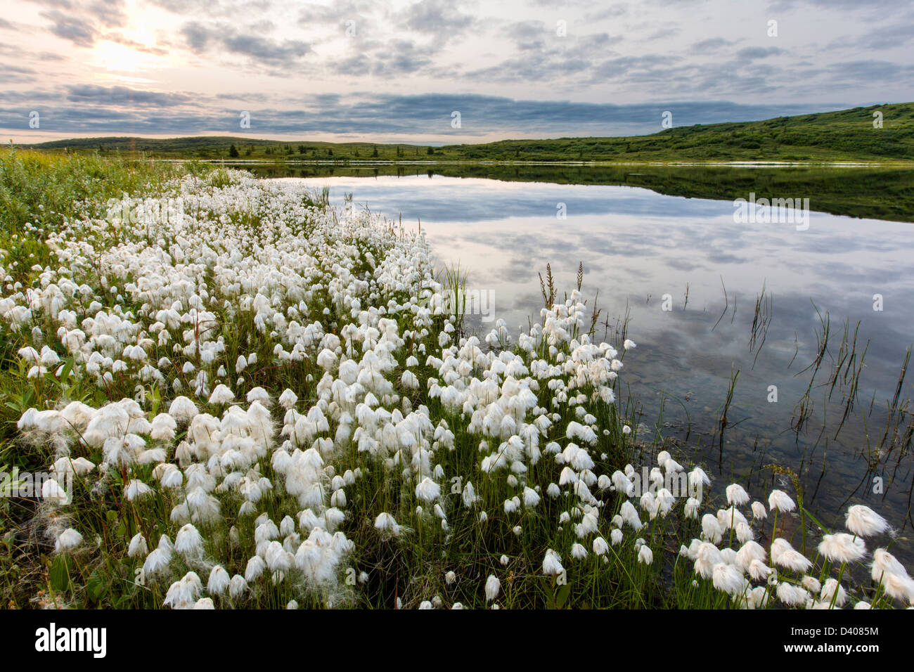 Alaska Cotton Grass (Eriophorum brachyantherm) grows along a tundra lake in the western section of Denali National Park, Alaska, Stock Photo