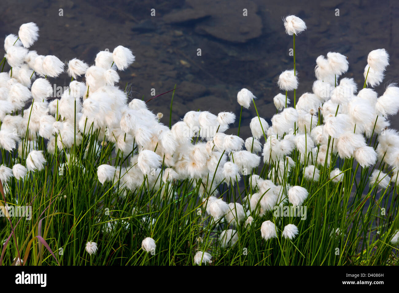 Alaska Cotton Grass (Eriophorum brachyantherm) grows along a tundra