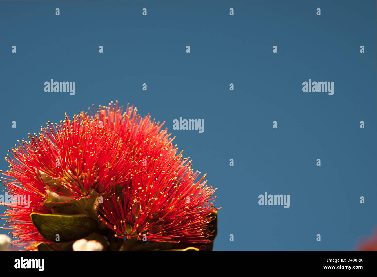 Bright red pohutukawa flower isolated against blue sky. Stock Photo