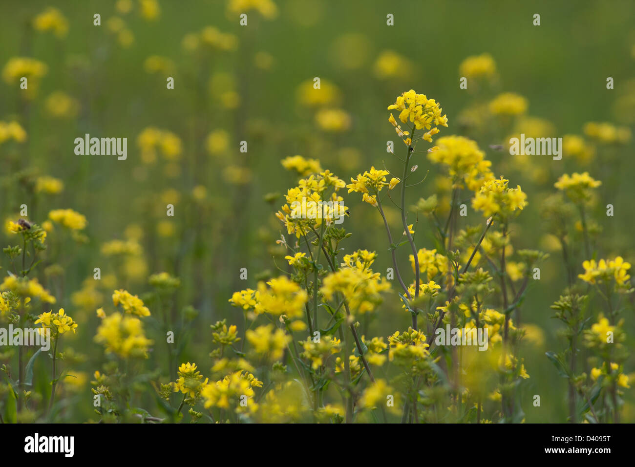 Mustard family brassicaceae hires stock photography and images Alamy