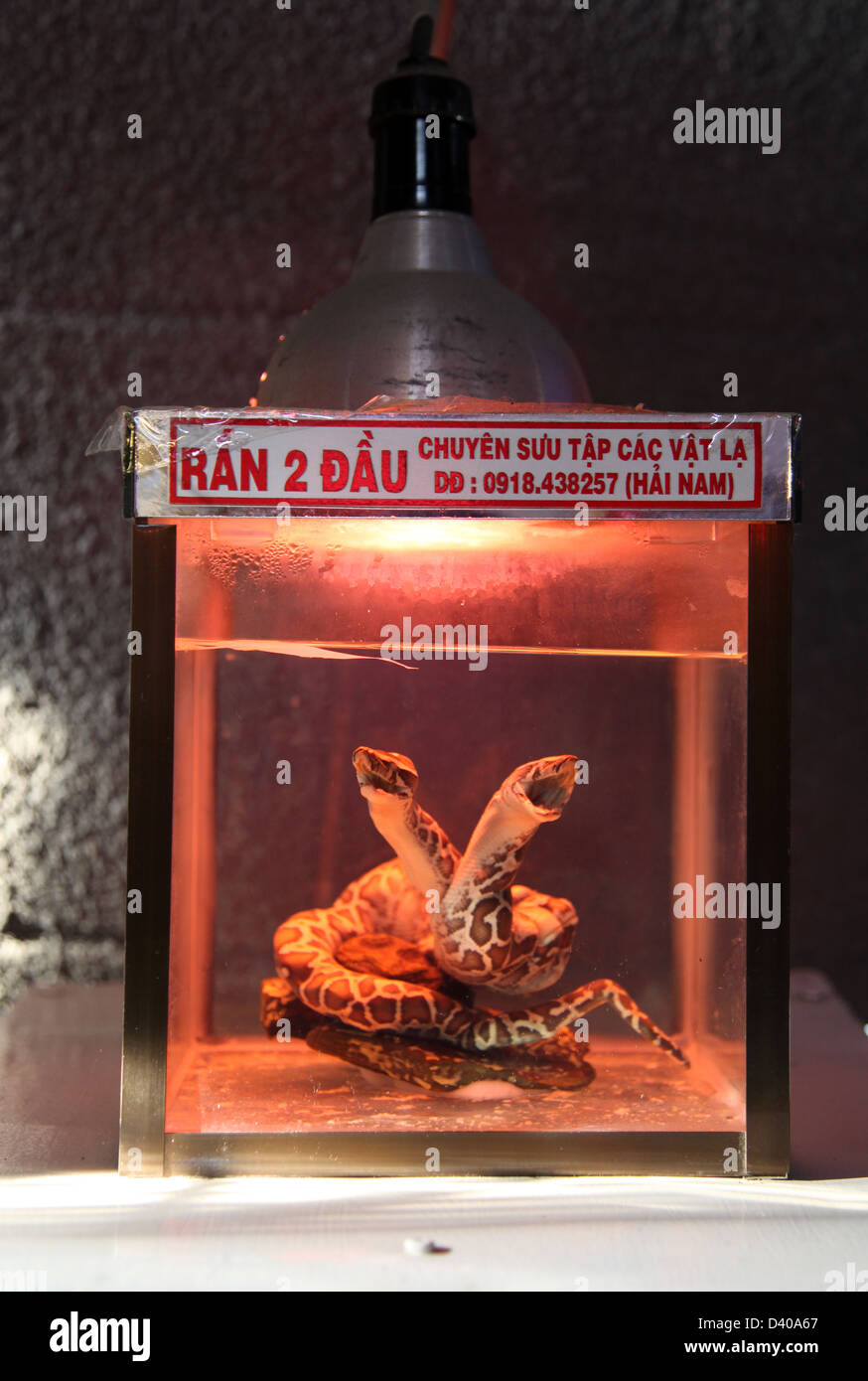 It's a photo of a monster snake with 2 heads in a container during a Circus fair. It's in Vietnam near Saigon or Ho Chi Min city Stock Photo