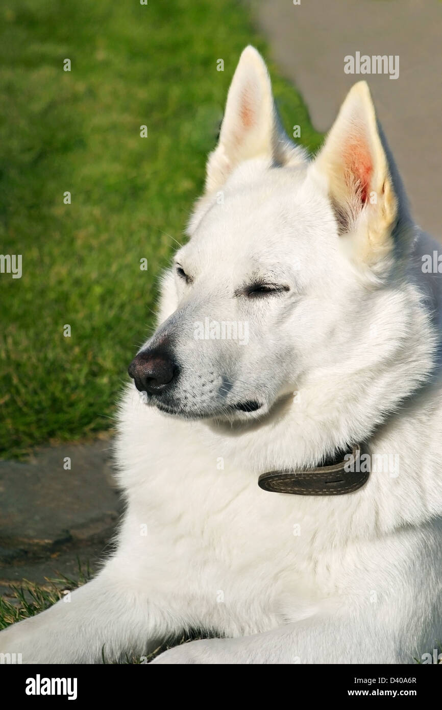 Relaxing Your Dog In Grass Reference: White Dog Relax On The Grass Stock Photo