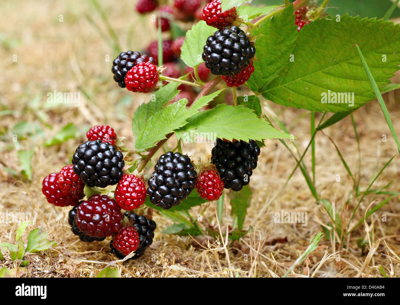Blackberry bush in the garden Stock Photo Alamy