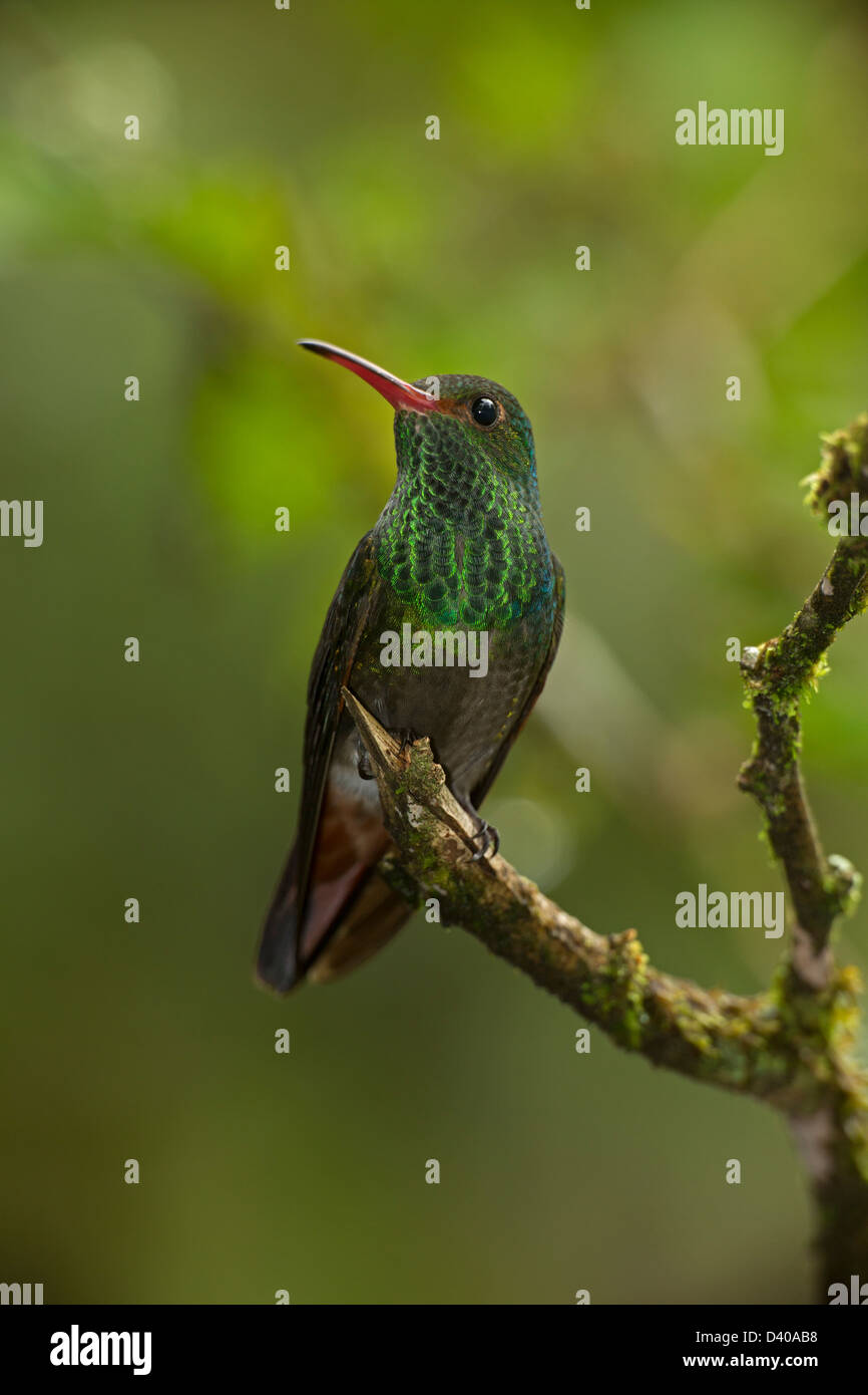 Rufous-tailed Hummingbird (Amazilia tzacatl), tropical rainforest, Costa Rica Stock Photo