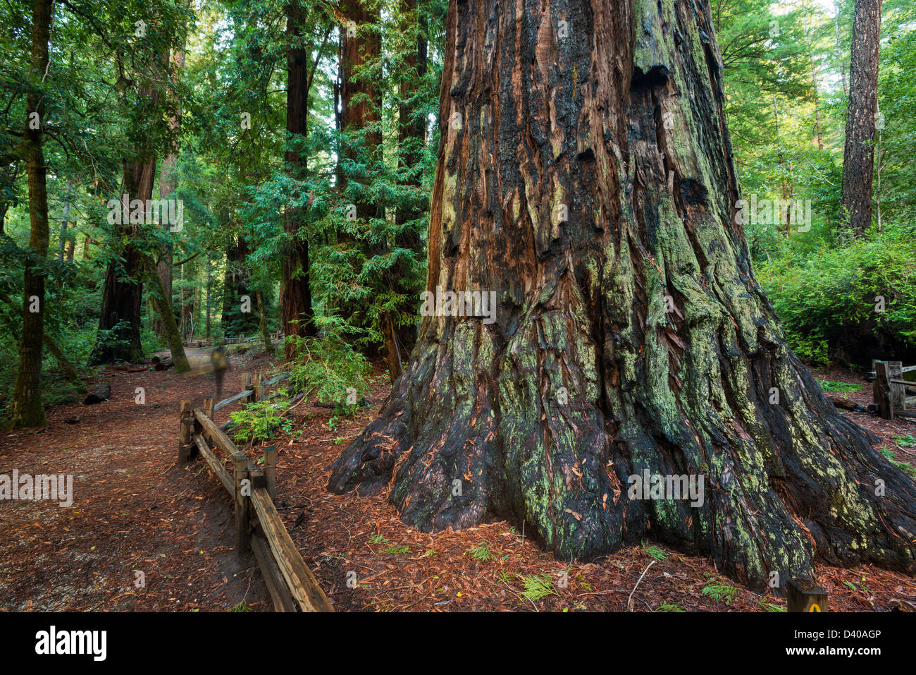 REDWOOD TREES IN BIG BASIN REDWOODS STATE PARK Stock Photo Alamy