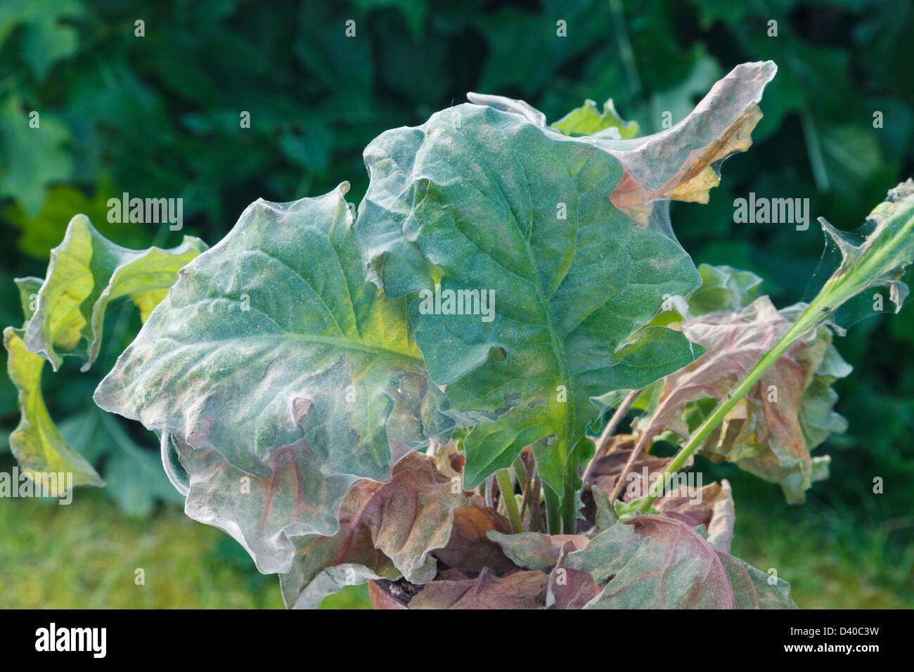 Red spider mite (Tetranychus urticae) pest infestation on leaves of a Geranium houseplant. UK Britain Europe Stock Photo