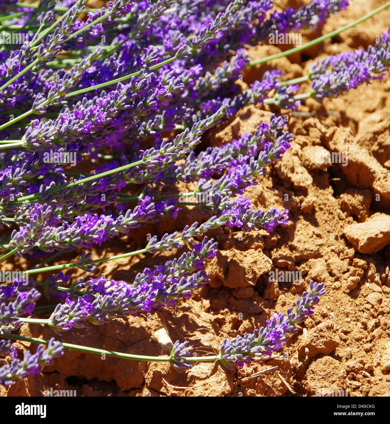 Lavendel - lavender 109 Stock Photo