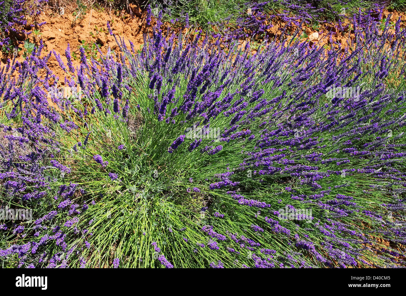Lavendel - lavender 174 Stock Photo