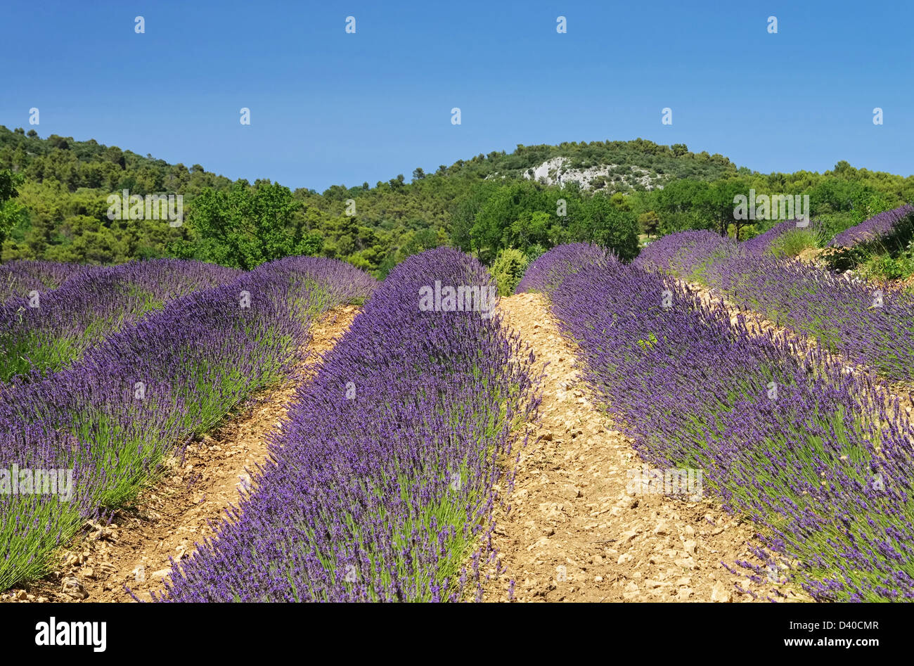 Lavendelfeld - lavender field 36 Stock Photo
