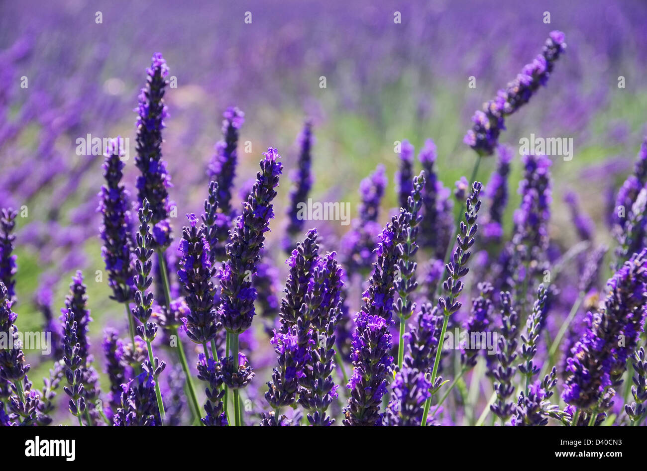 Lavendelfeld - lavender field 50 Stock Photo