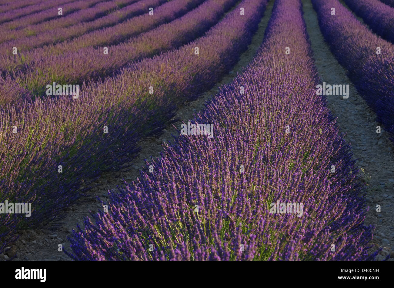 Lavendelfeld - lavender field 67 Stock Photo