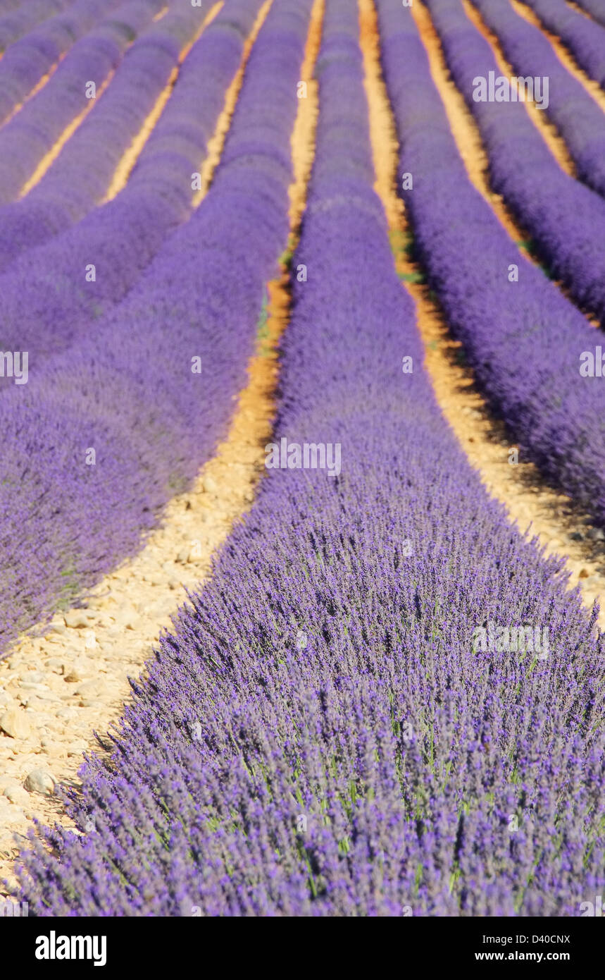 Lavendelfeld - lavender field 102 Stock Photo