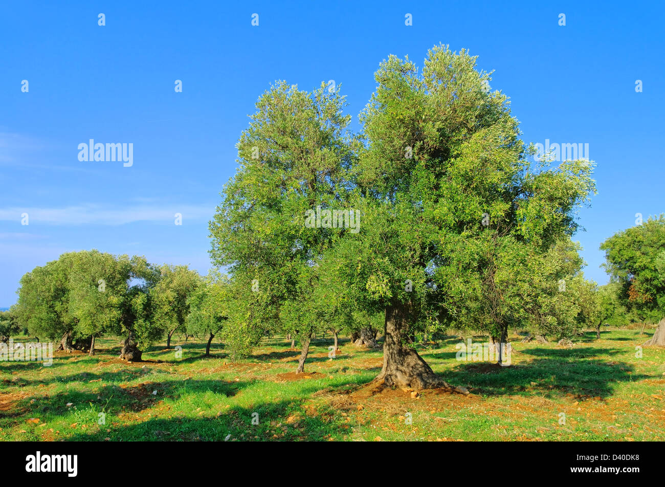 Olivenbaum Stamm - olive tree trunk 19 Stock Photo