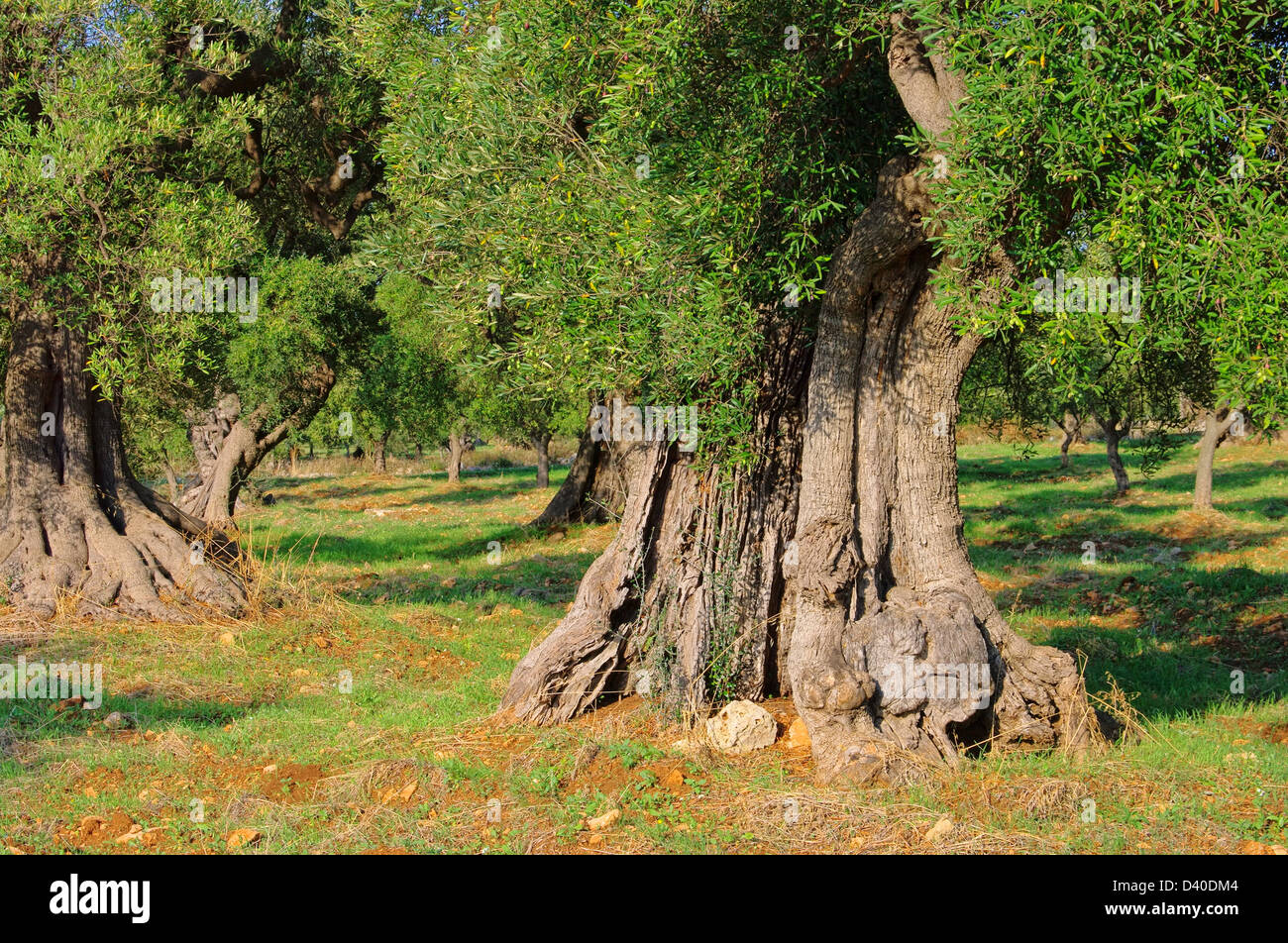 Olivenbaum Stamm - olive tree trunk 20 Stock Photo