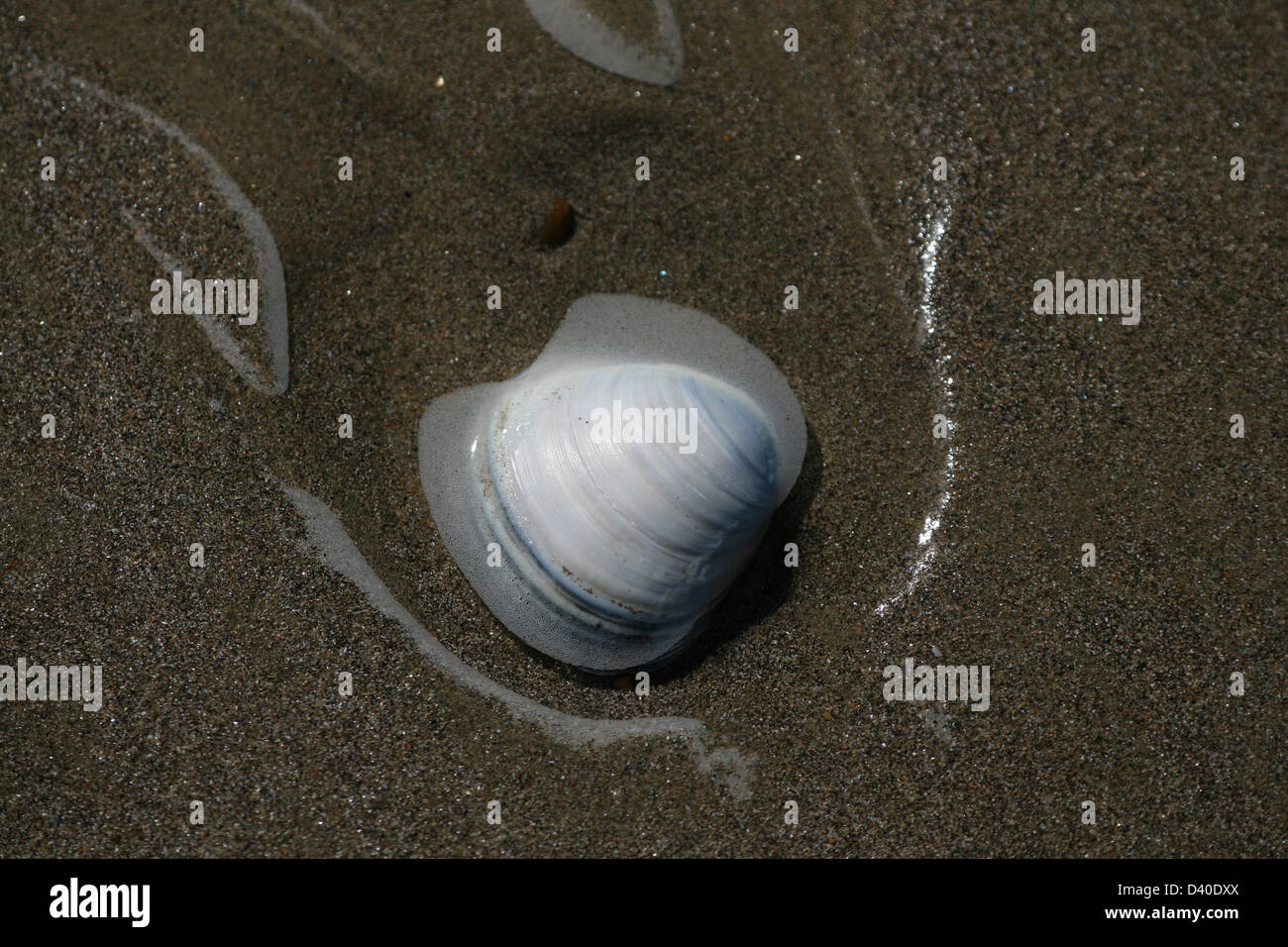 Moeraki Pebble Stock Photo