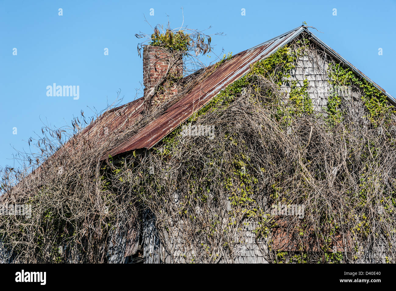 Overgrown abandoned building choked by vines in rural North Georgia, USA. Stock Photo