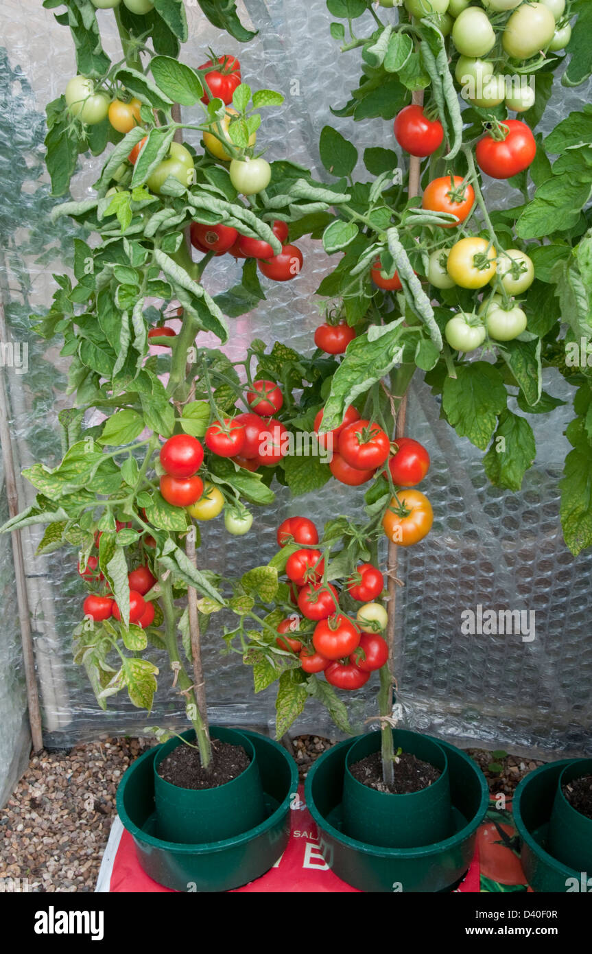 Tomatoes growing in a greenhouse Stock Photo Alamy