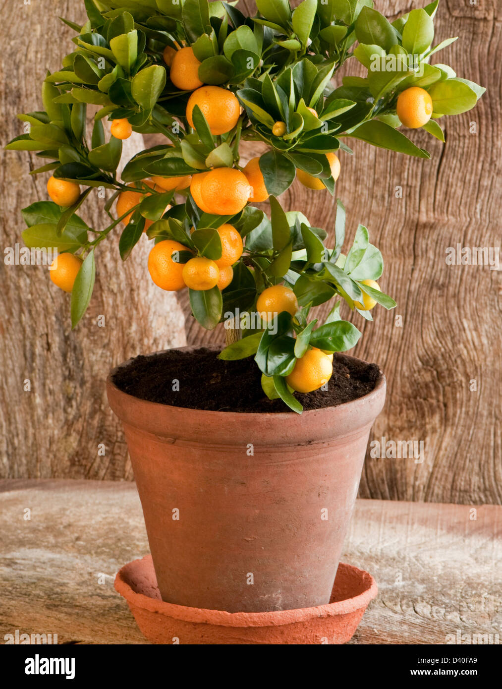 Calamondin orange, x citrofortunella microcarpa, plant in a terracotta pot Stock Photo