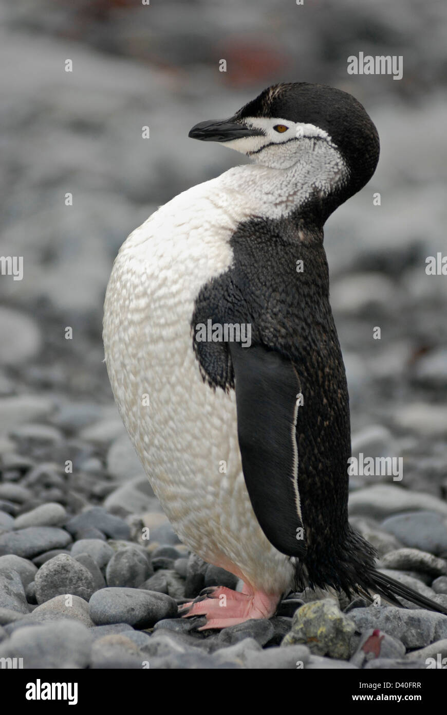 A chinstrap penguin on Half Moon Island in the South Shetland Islands of Antarctica Stock Photo