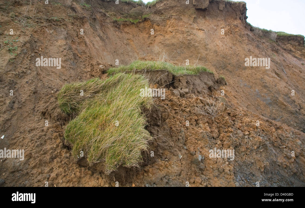 Rapidly eroding cliff of soft Red Crag rock at East Lane, Bawdsey, Suffolk, England Stock Photo