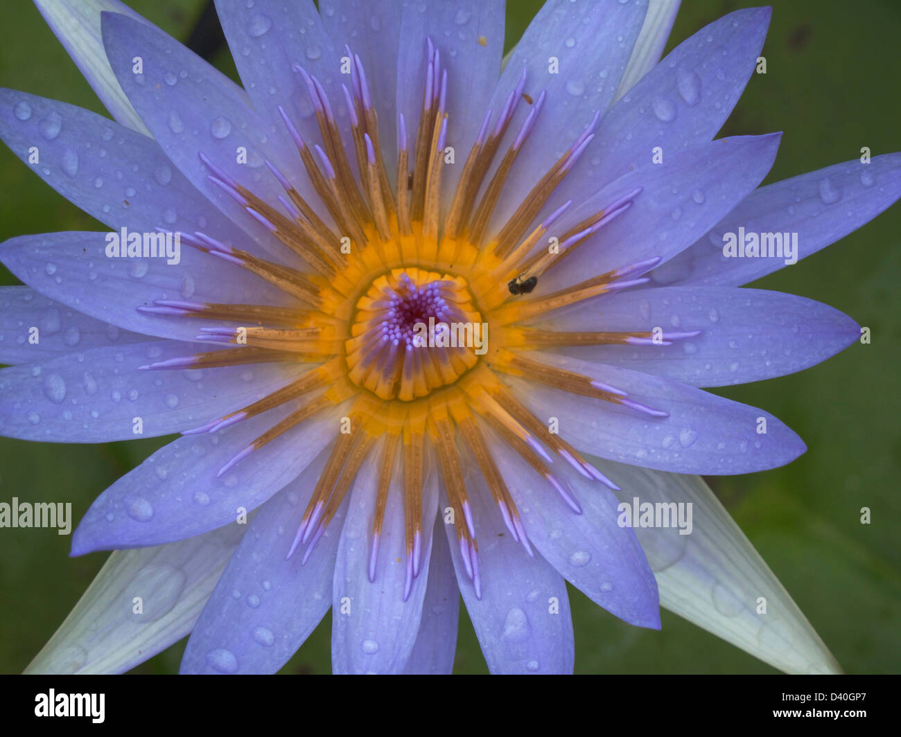 Blue water lily in the botanical gardens of Durban, South Africa Stock