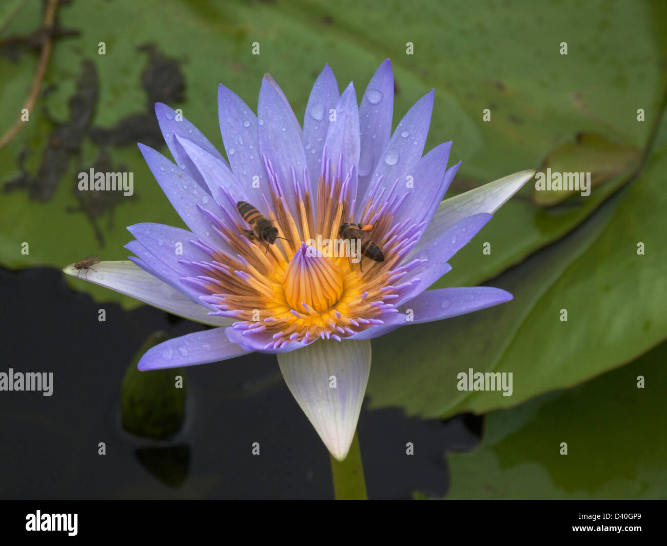 Blue water lily in the botanical gardens of Durban, South Africa Stock