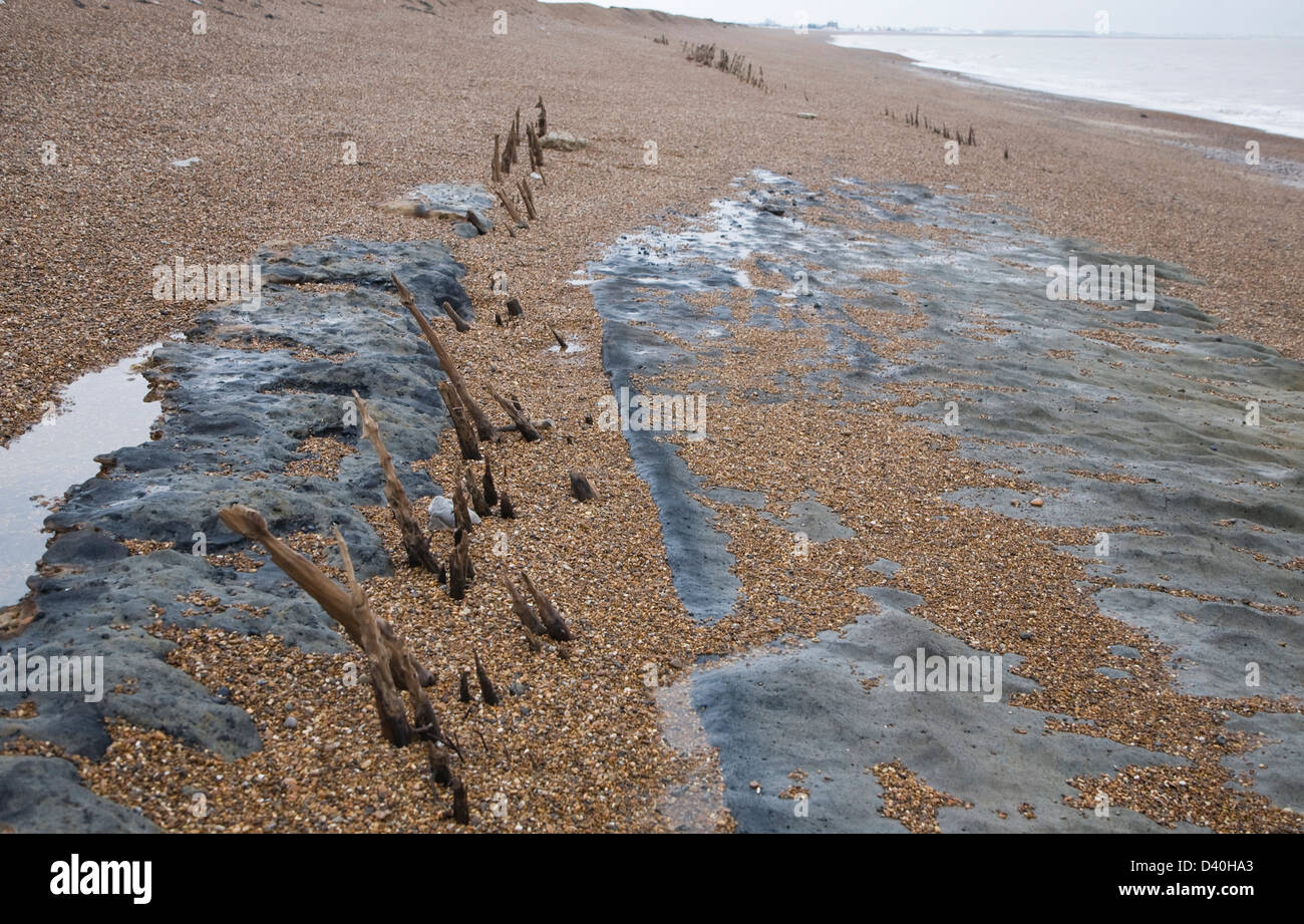 Mysterious lines wooden stakes exposed by fall in beach level possibly historic coastal defences, Bawdsey, Suffolk, England Stock Photo