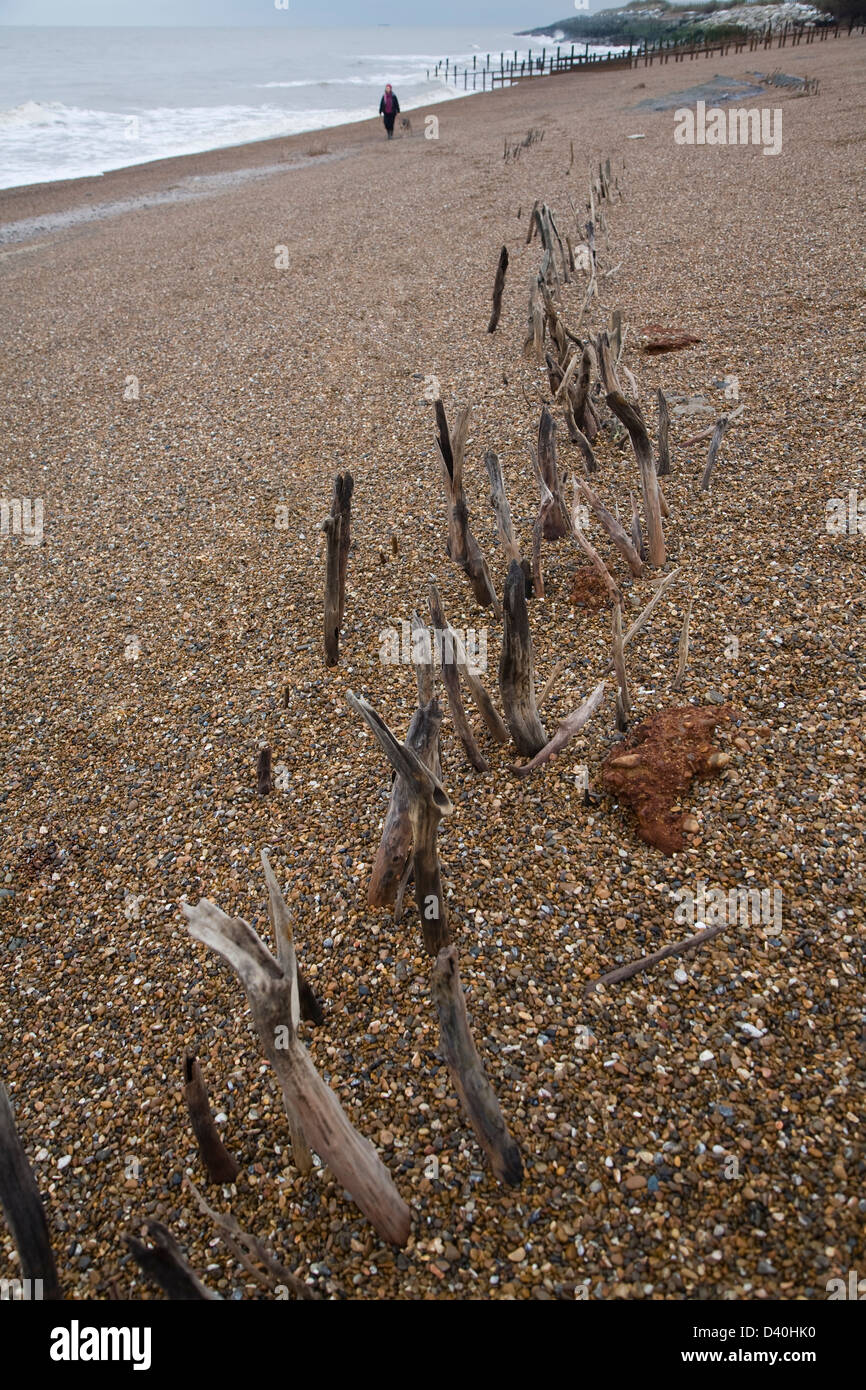 Mysterious lines wooden stakes exposed by fall in beach level possibly historic coastal defences, Bawdsey, Suffolk, England Stock Photo