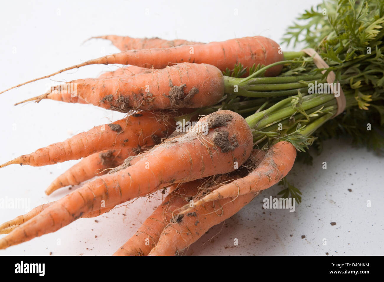 Bunch of carrots tied with an elastic band with green tops, some soil and roots showing, photographed against white background Stock Photo