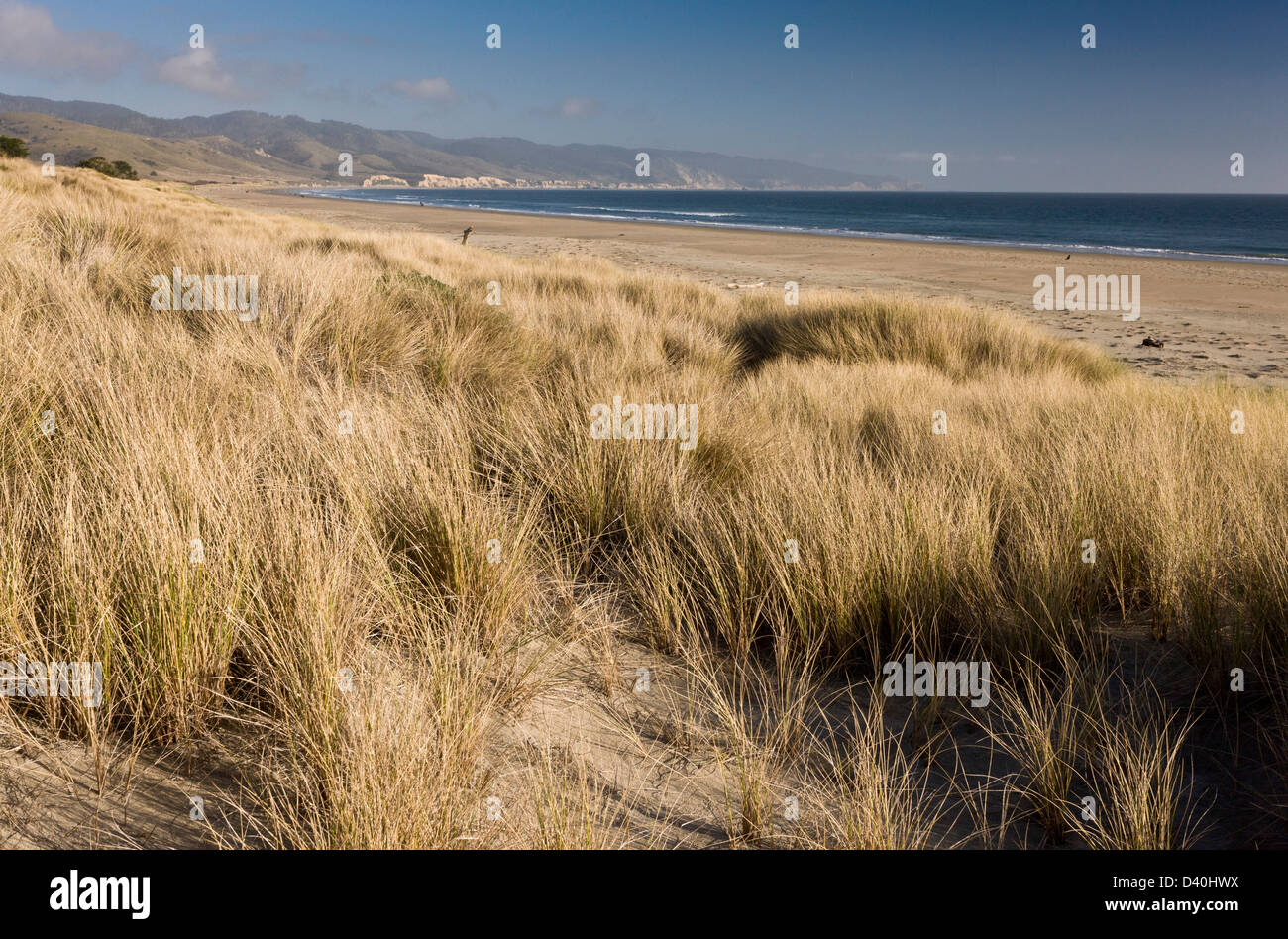 sand dunes in Drakes Estero, central California coast, USA. Stock Photo