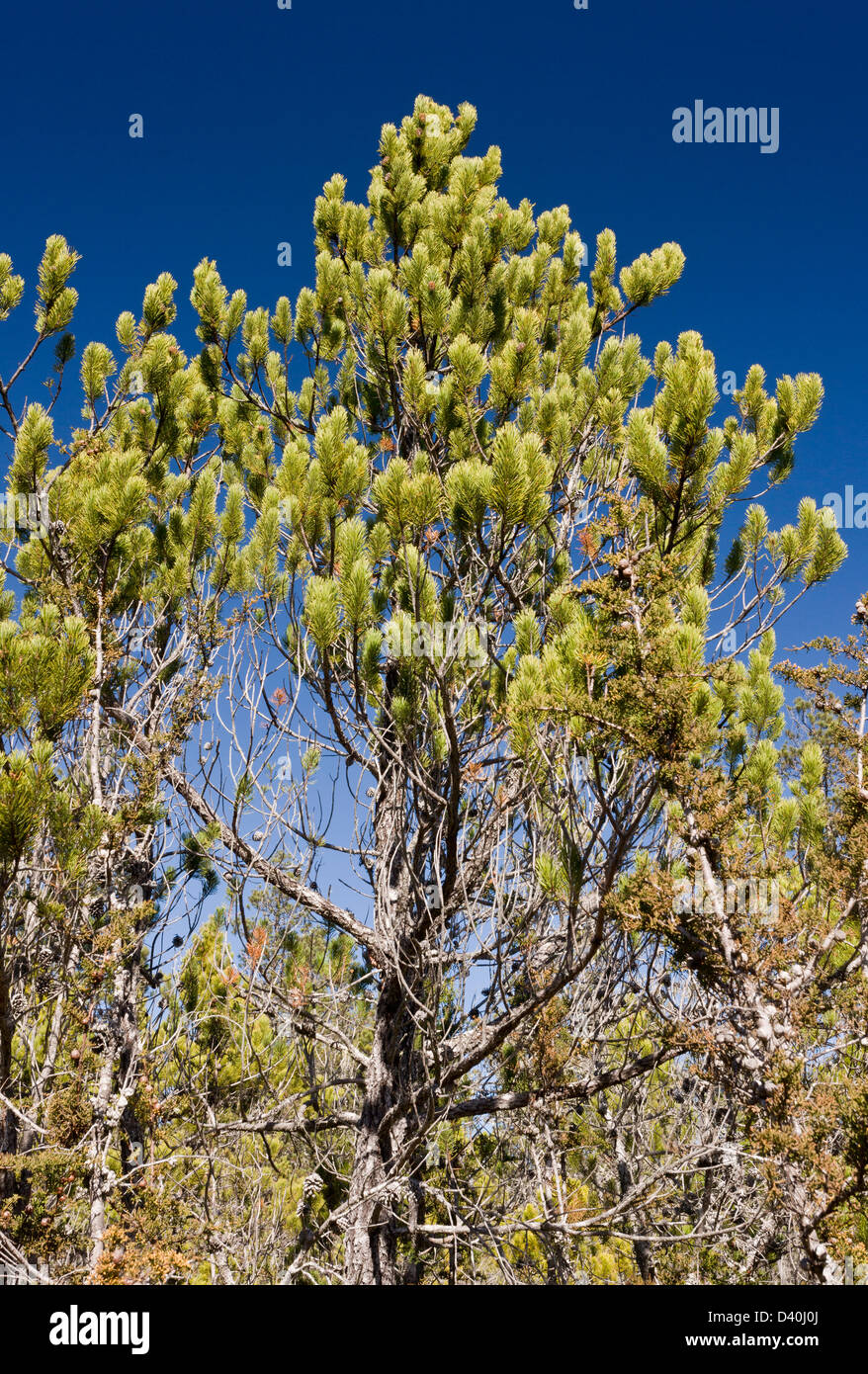 Bolander Pine, Pinus contorta ssp. bolanderi - a dwarf form of Lodgepole Pine, in pygmy forest, Mendocino,California Stock Photo