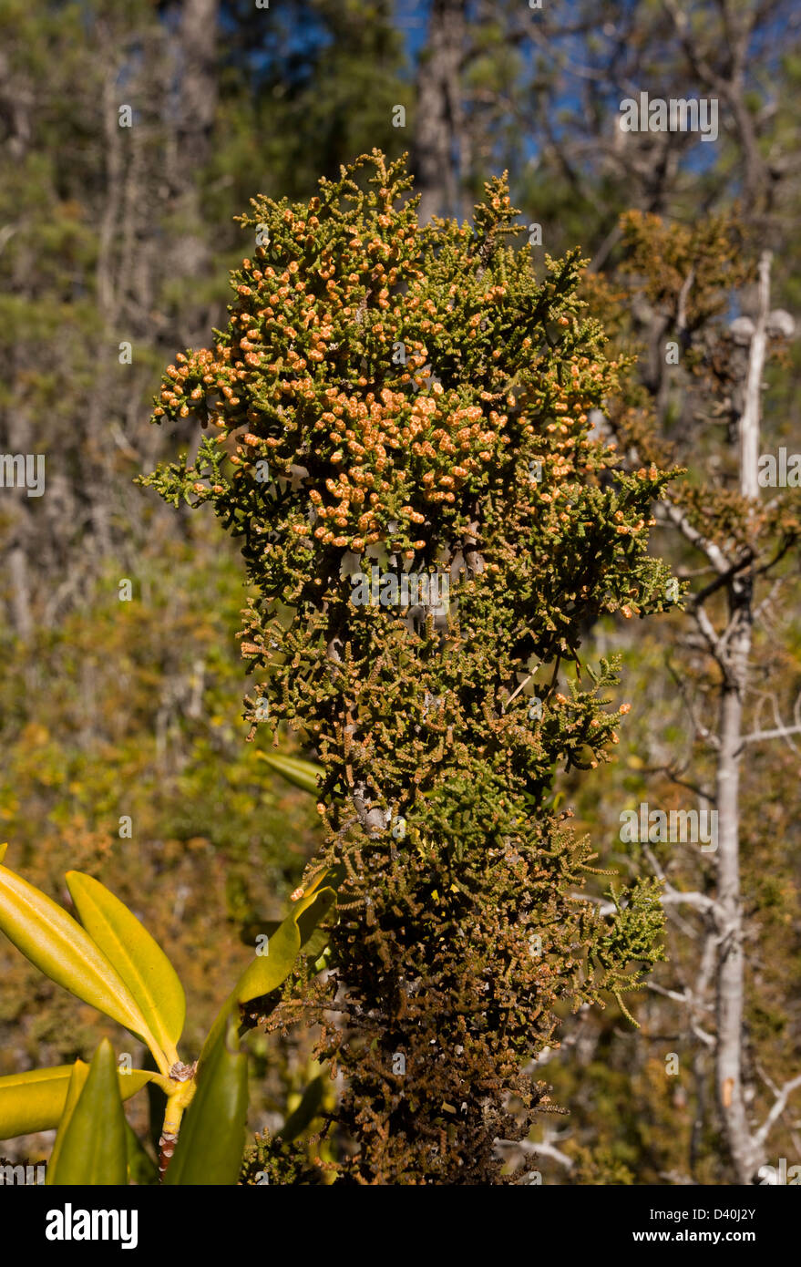 Mendocino Cypress (Cupressus goveniana) with female cones. Rare endemic, north California, USA Stock Photo
