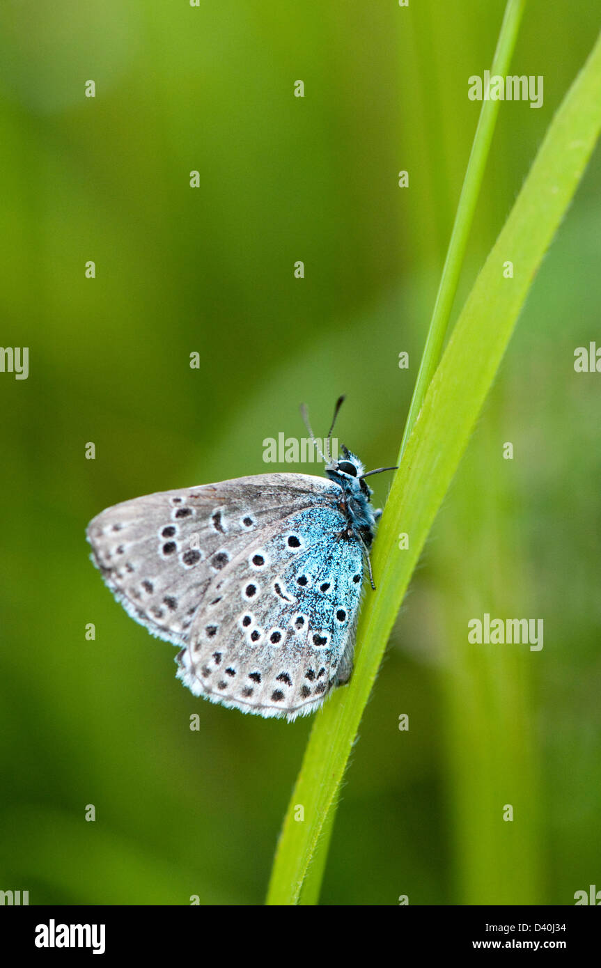 Large blue butterfly, Maculinea arion Stock Photo