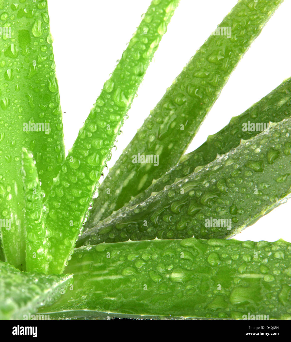 aloe vera Stock Photo