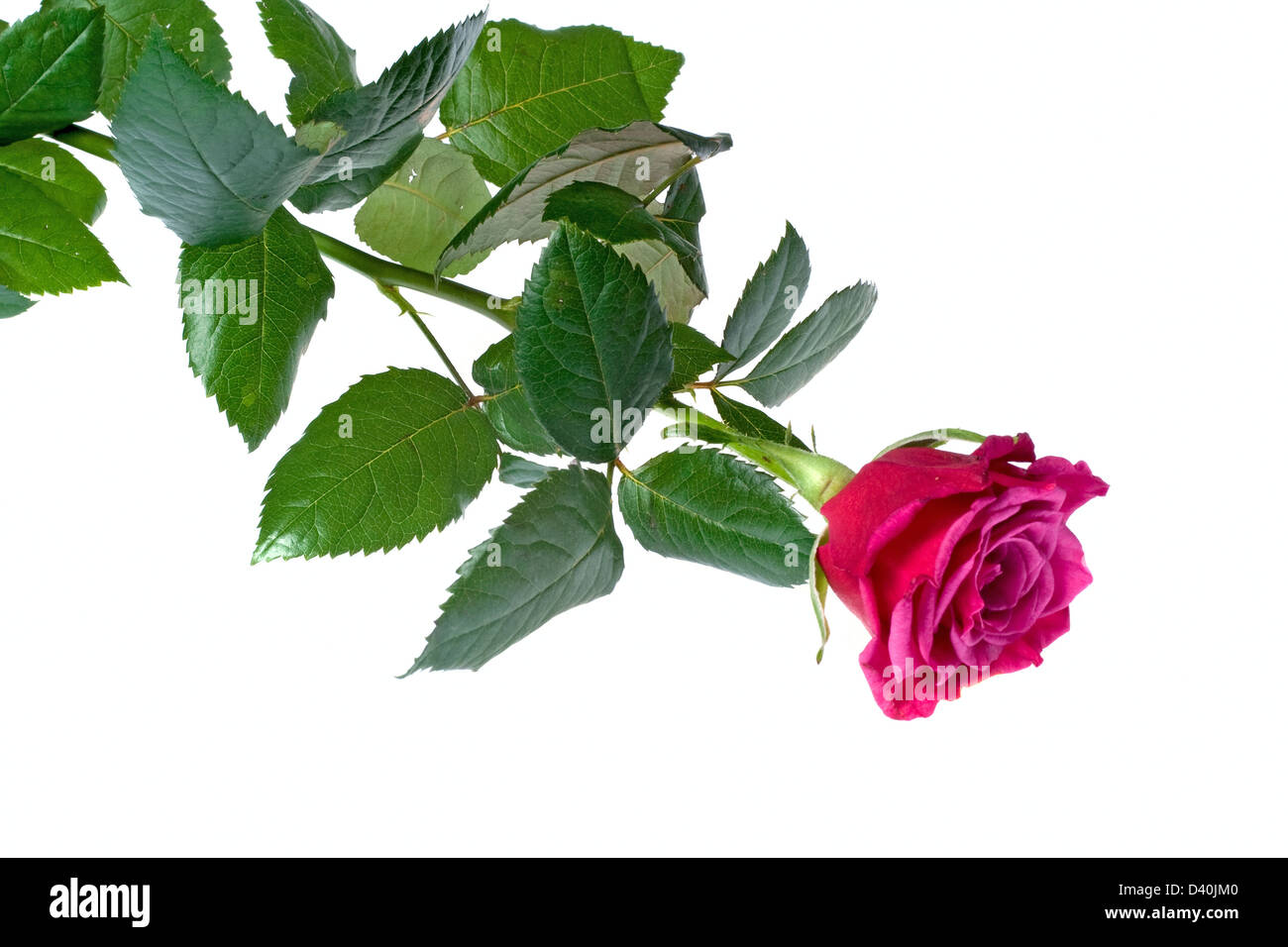 Beautiful red rose Stock Photo Alamy