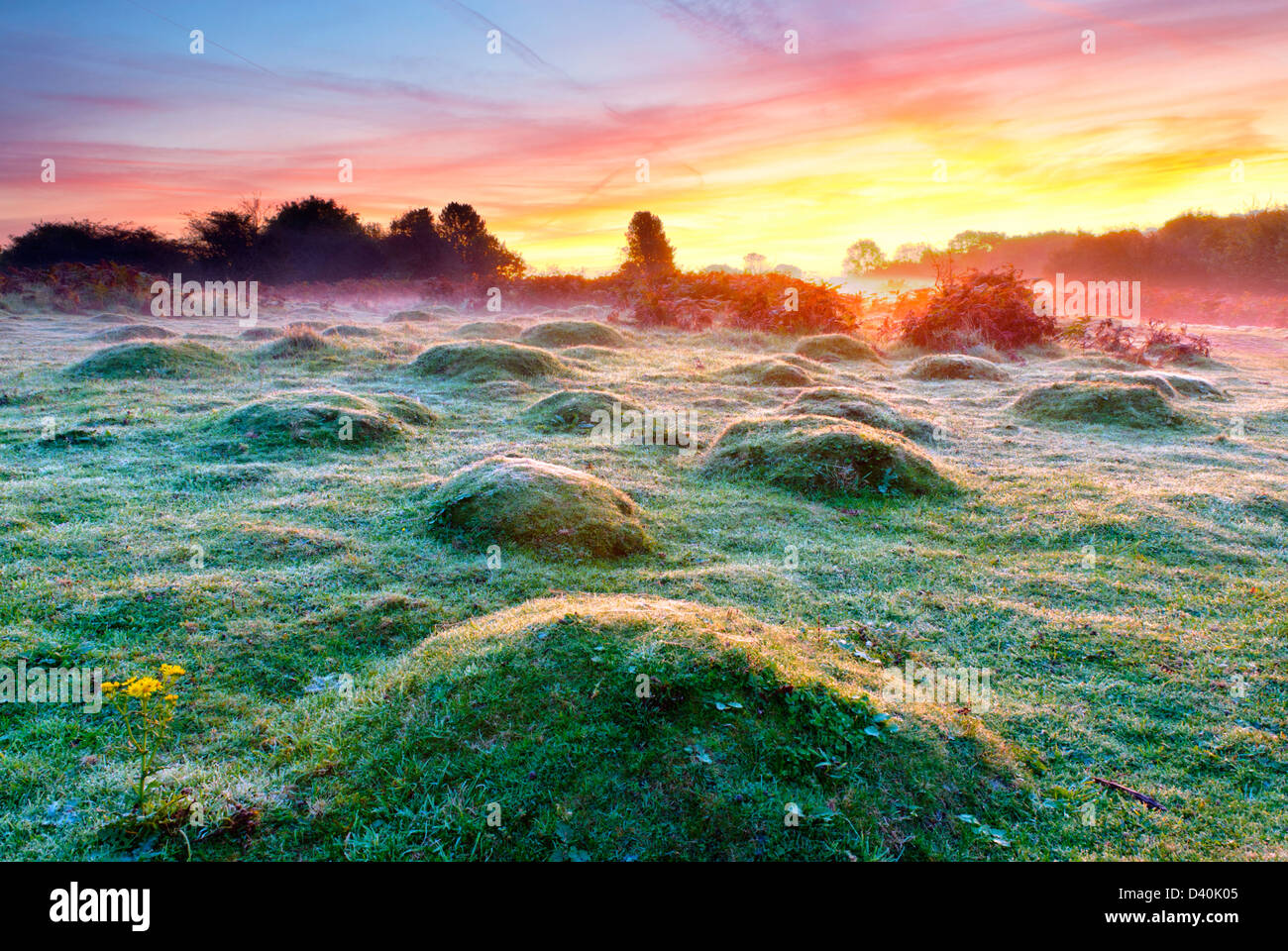 Sunrise on top of the Mendip hills with frosted grassy nodules in the foreground and thin mist and small trees in the distance. Stock Photo