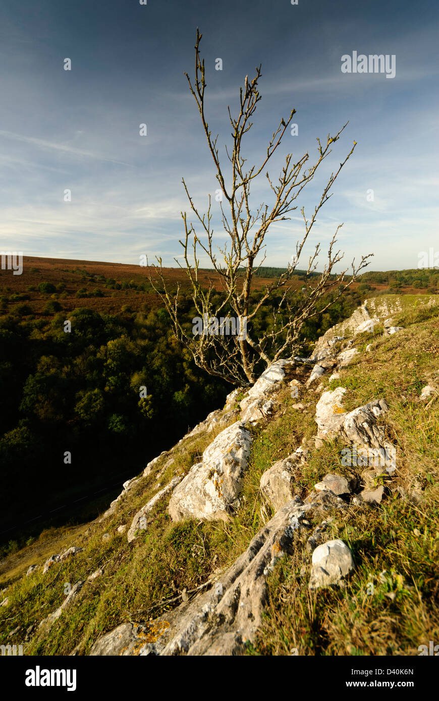 Limestone outcrop with shrub growing  at the top of  the valley side in the Mendip hills in Somerset near Burrington Coombe. Stock Photo