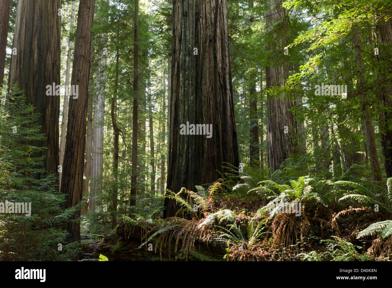 Luxurious fern-rich coast redwood forest in Founders Grove, Humboldt Redwoods State Park, California, USA Stock Photo