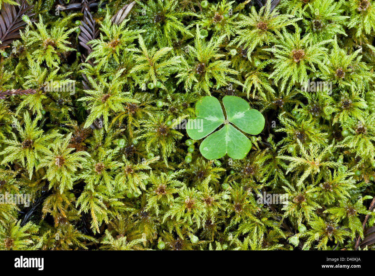 Palm tree moss (Leucolepis acanthoneuros) male gametophytes, with