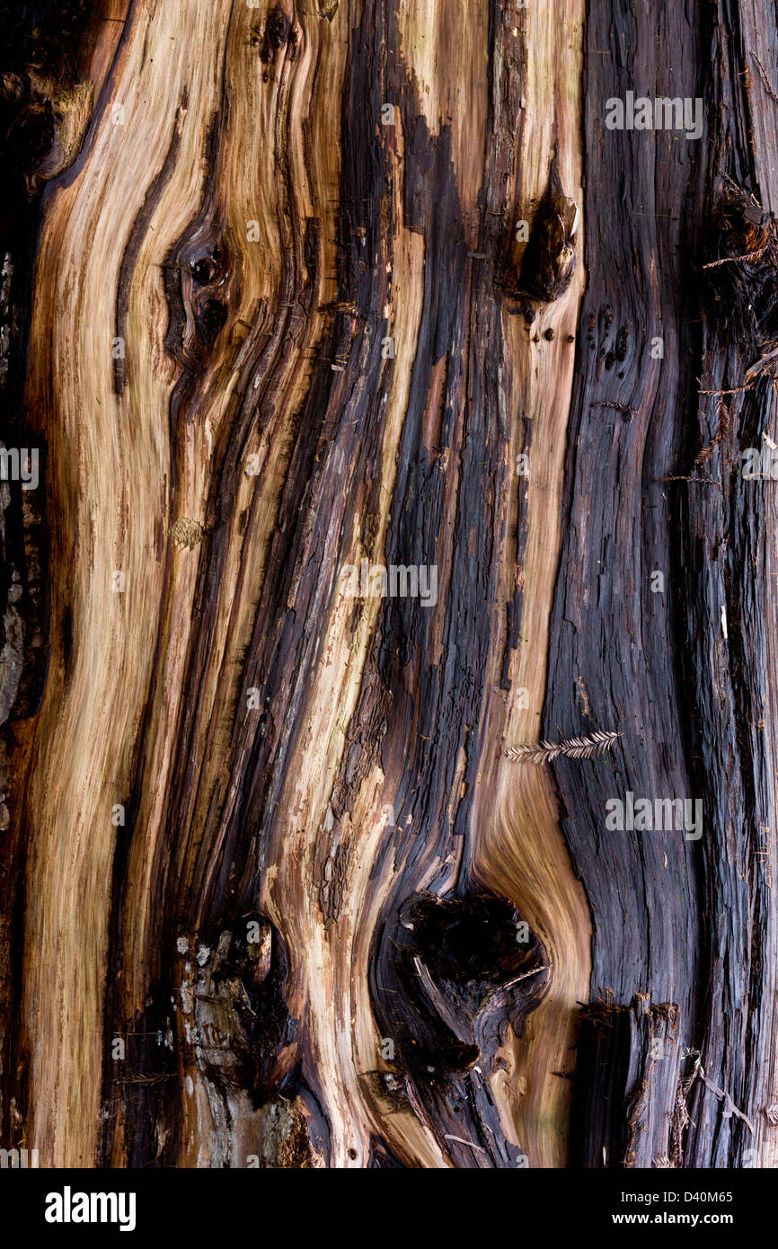 Wood of fallen Coast redwood (Sequoia sempervirens) in the Rockefeller Grove, Humboldt Redwoods State Park, California, USA Stock Photo