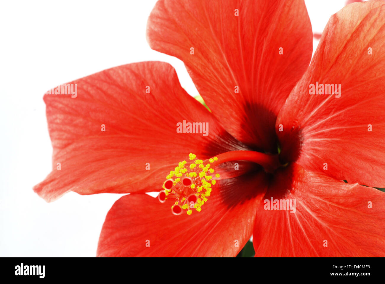 Beautiful red hibiscus flower on a white background Stock Photo - Alamy