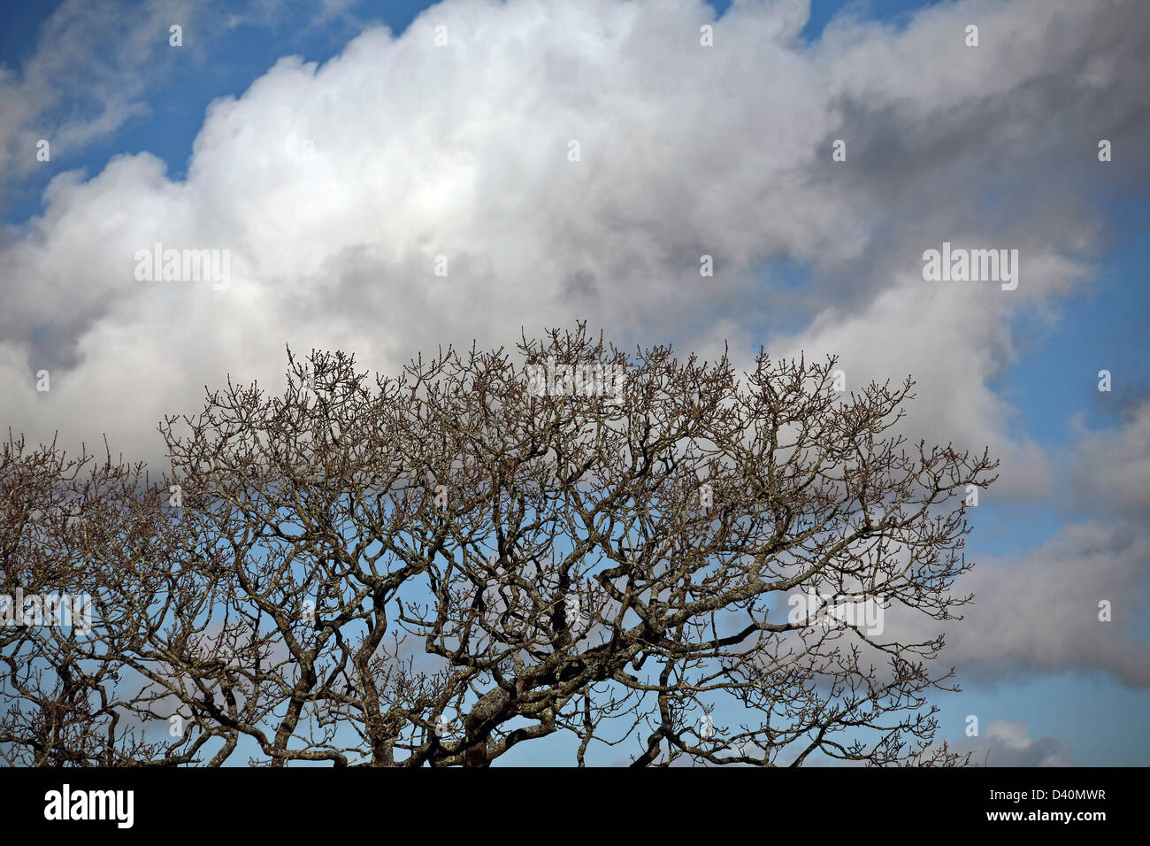 Tree branches set against clouds and blue sky Stock Photo - Alamy