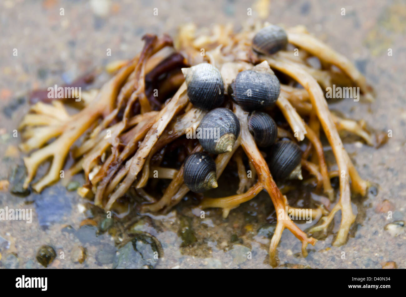 A clump of periwinkle snails (Littorina littorea) eating a clump of seaweed, Ship Harbor Trail, Acadia National Park, Maine. Stock Photo