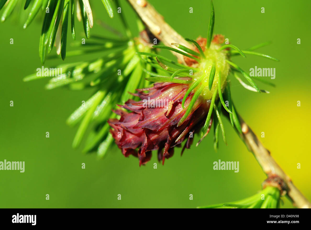 Red larch hi-res stock photography and images - Alamy
