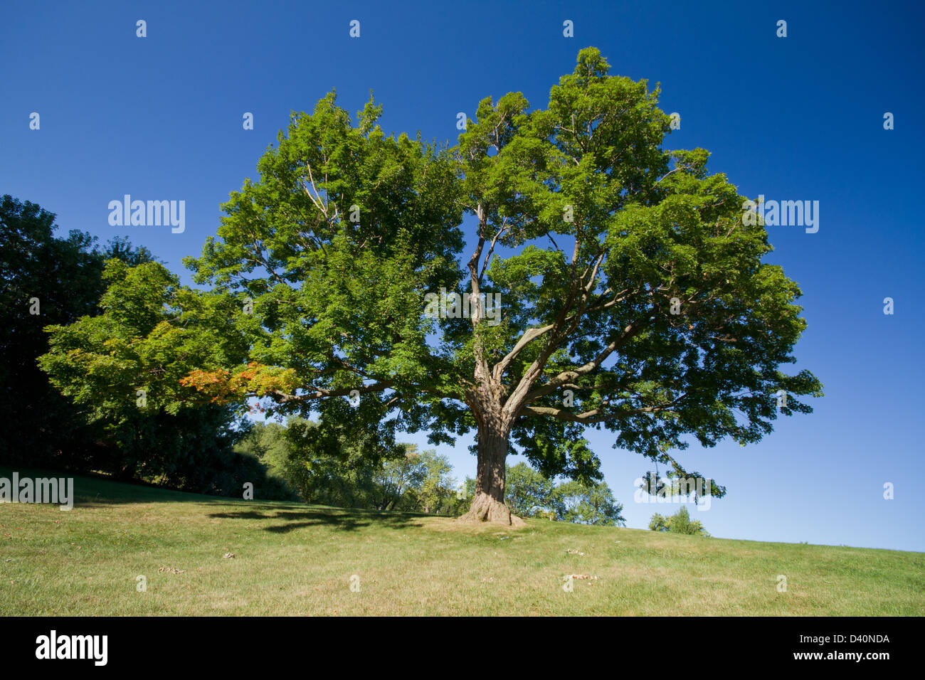 Sugar maple tree hires stock photography and images Alamy