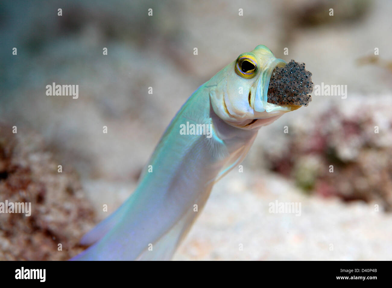 Jawfish