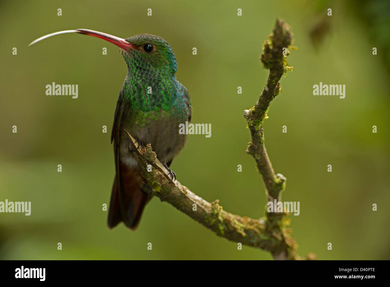 Rufous-tailed Hummingbird (Amazilia tzacatl), tropical rainforest, Costa Rica Stock Photo