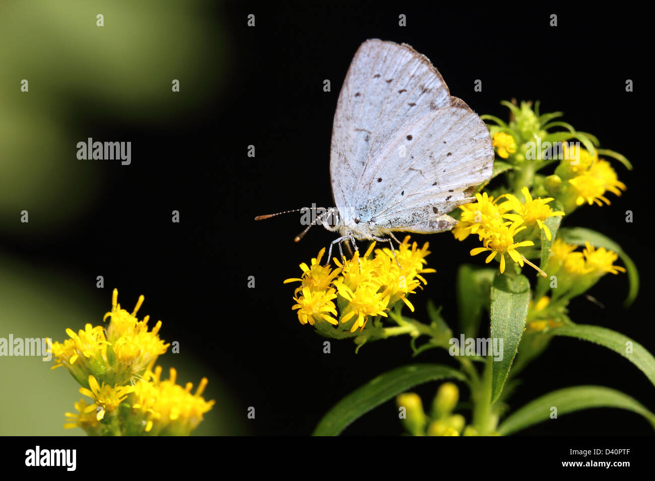 Butterfly in the nature Stock Photo - Alamy