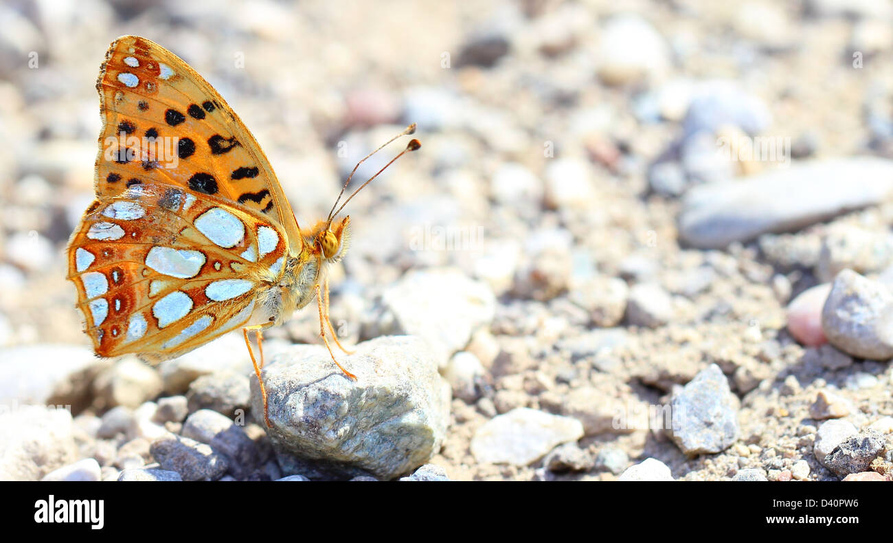 Yellow butterly hi-res stock photography and images - Alamy