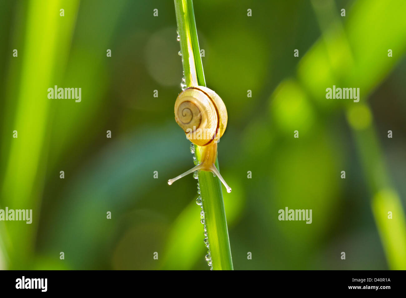 Snail moving on a green leaf full of morning dew Stock Photo - Alamy